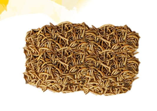 Wild Delight Mealworms