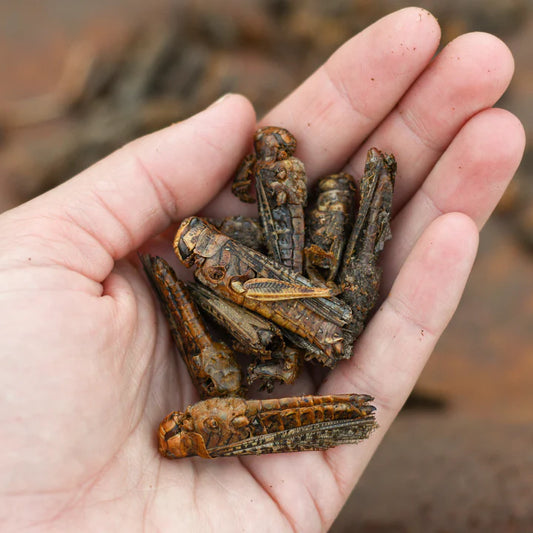 Happy Hen Dried Grass Hoppers