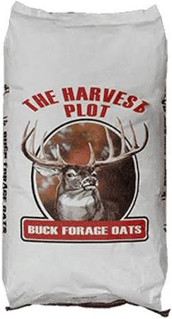 Buck Forage Oats