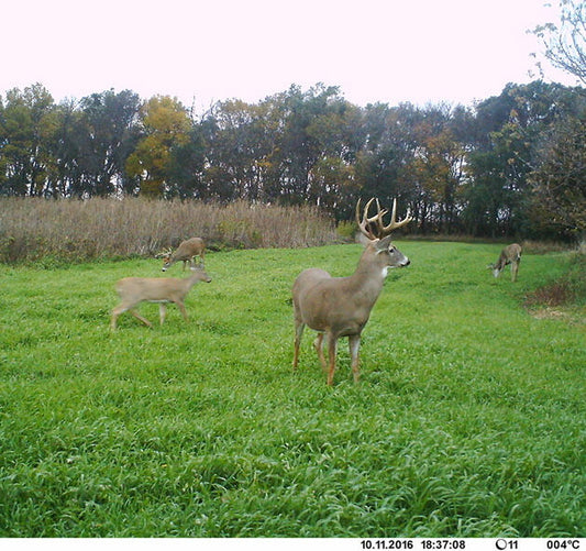 Buck Forage Oats
