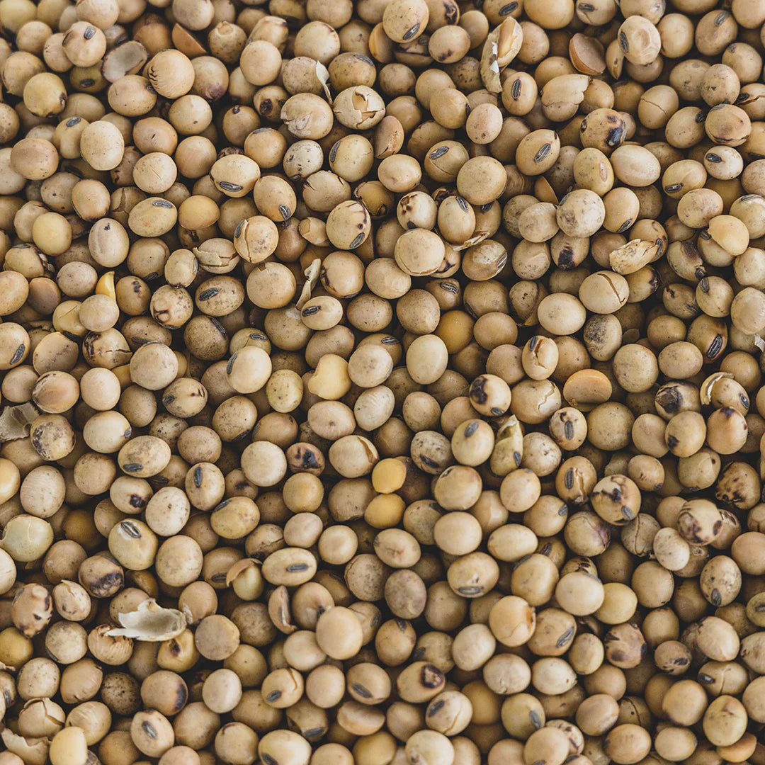 Roasted Soybeans
