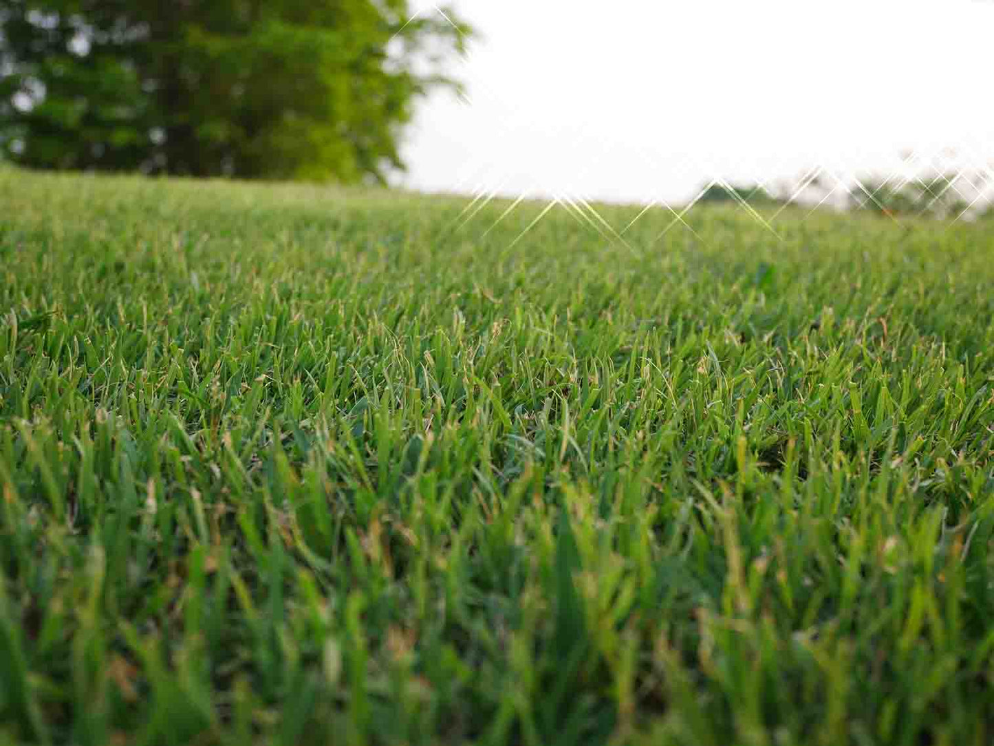 Bermuda Grass Seed