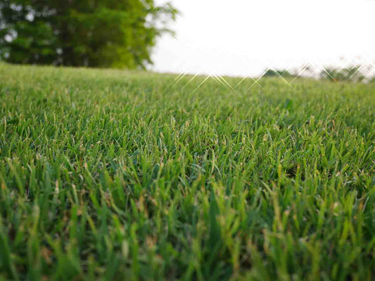 Bermuda Grass Seed