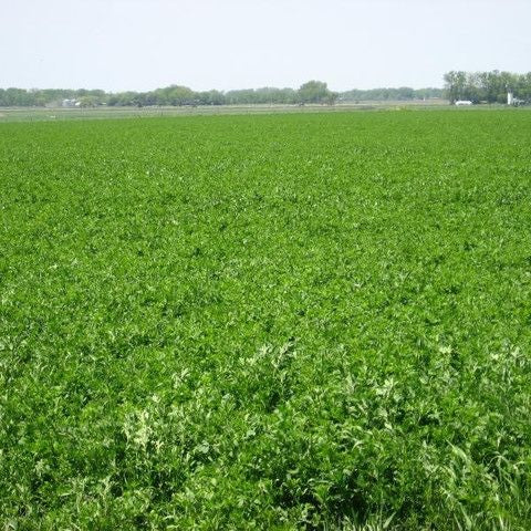 Alfalfa Seed