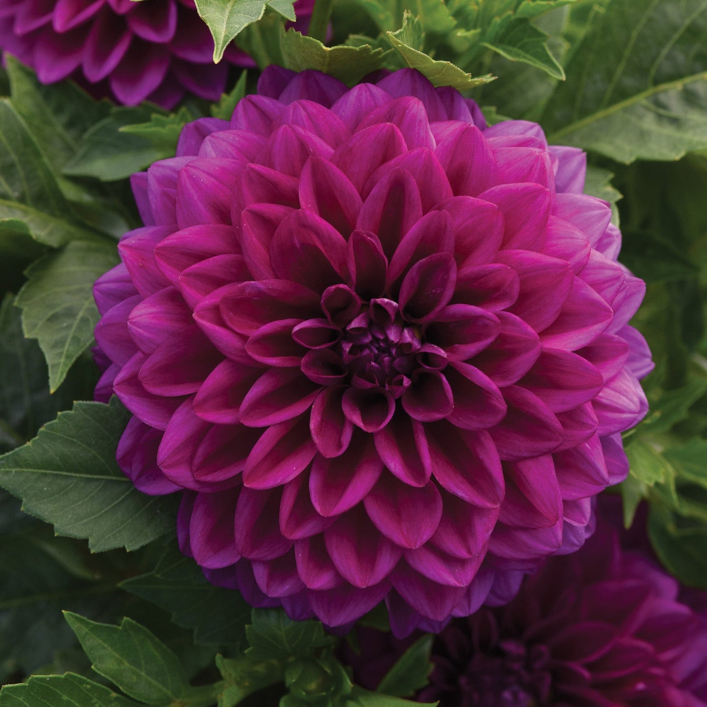 7.5” Dahlia Venti Royal Purple