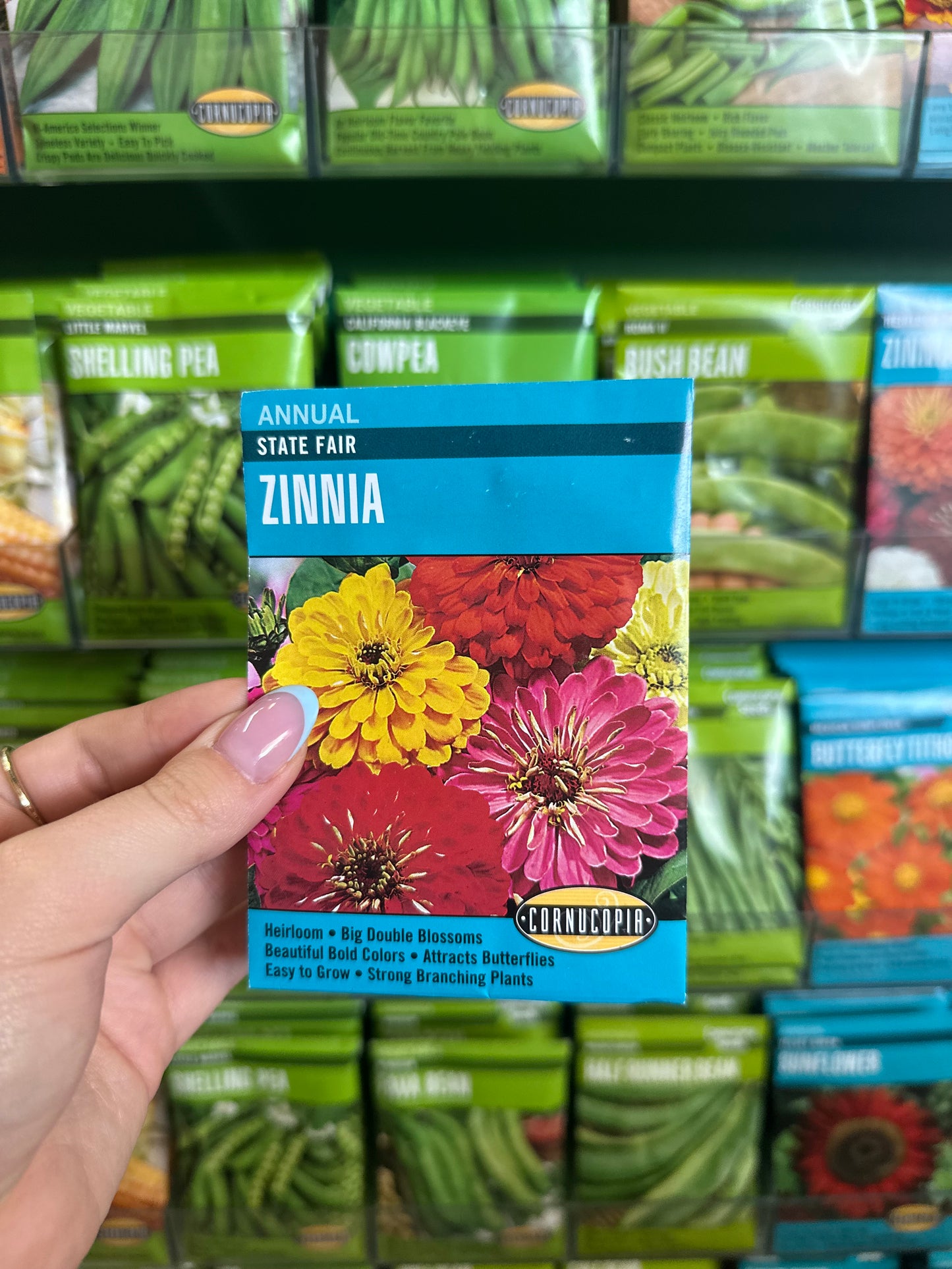 Zinnia de la feria estatal