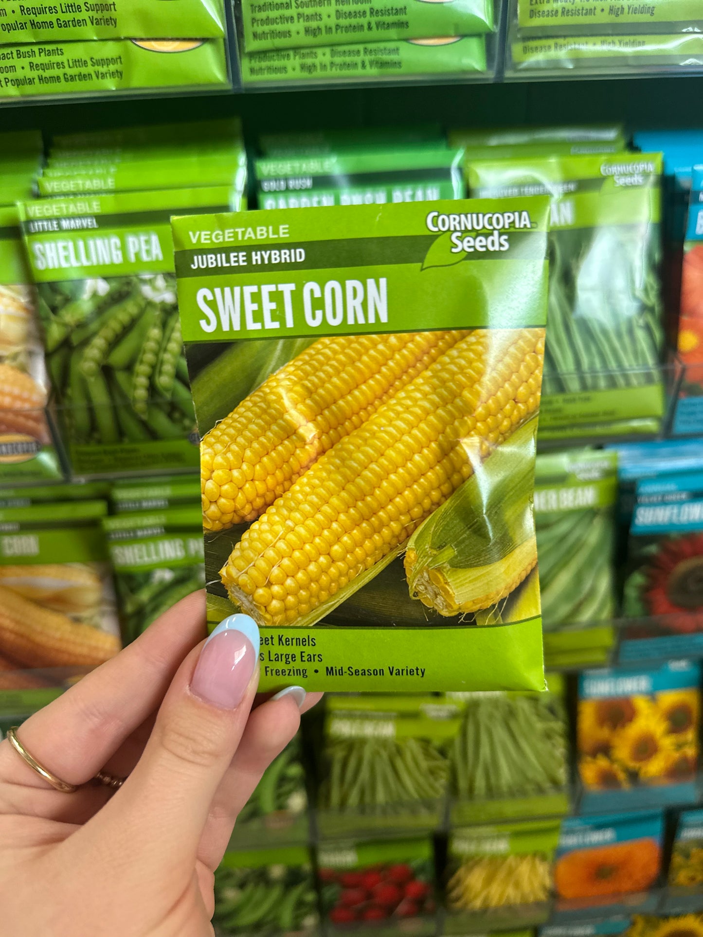 Jubilee Hybrid Sweet Corn