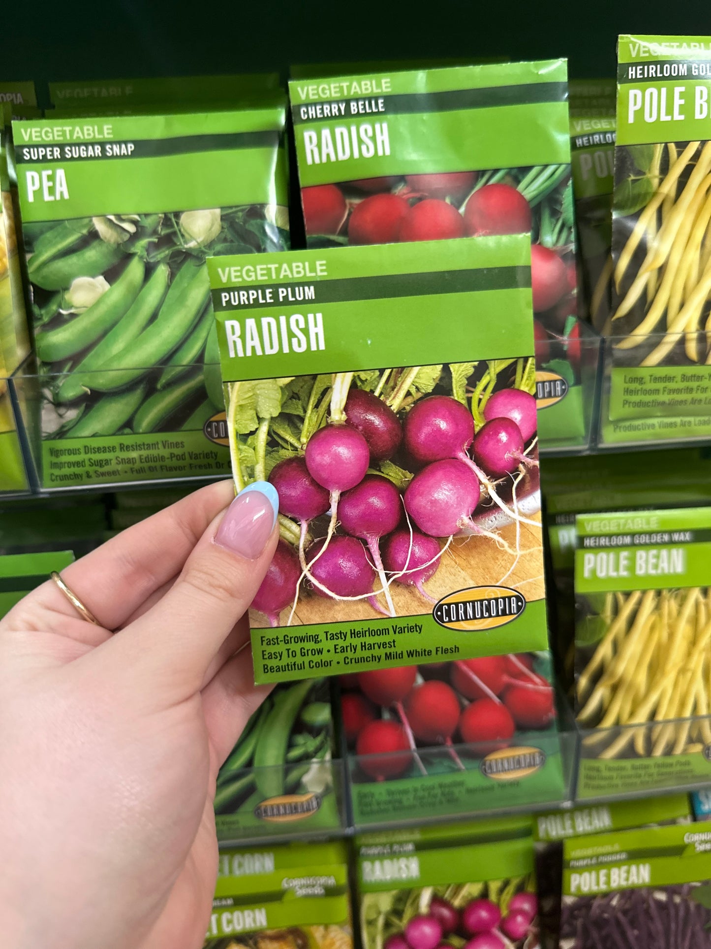 Purple Plum Radish