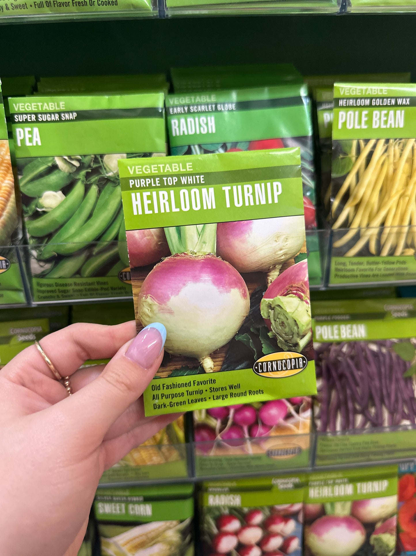 Purple Top White Heirloom Turnip