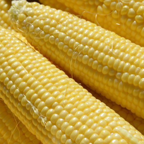 Semilla de maíz amarillo favorita de Tuckers