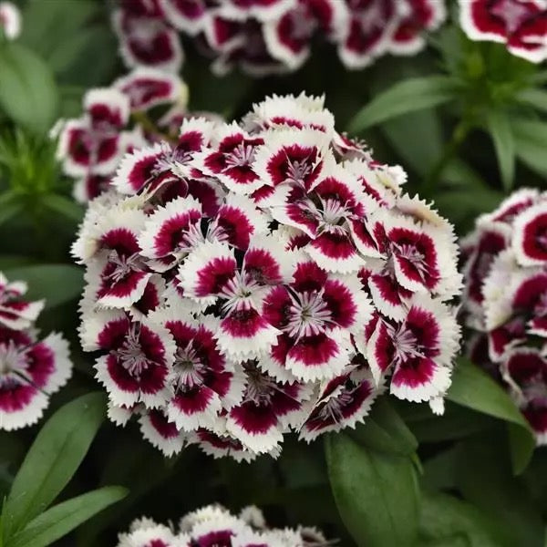 4.3" Dianthus Dart Red and White Picotee