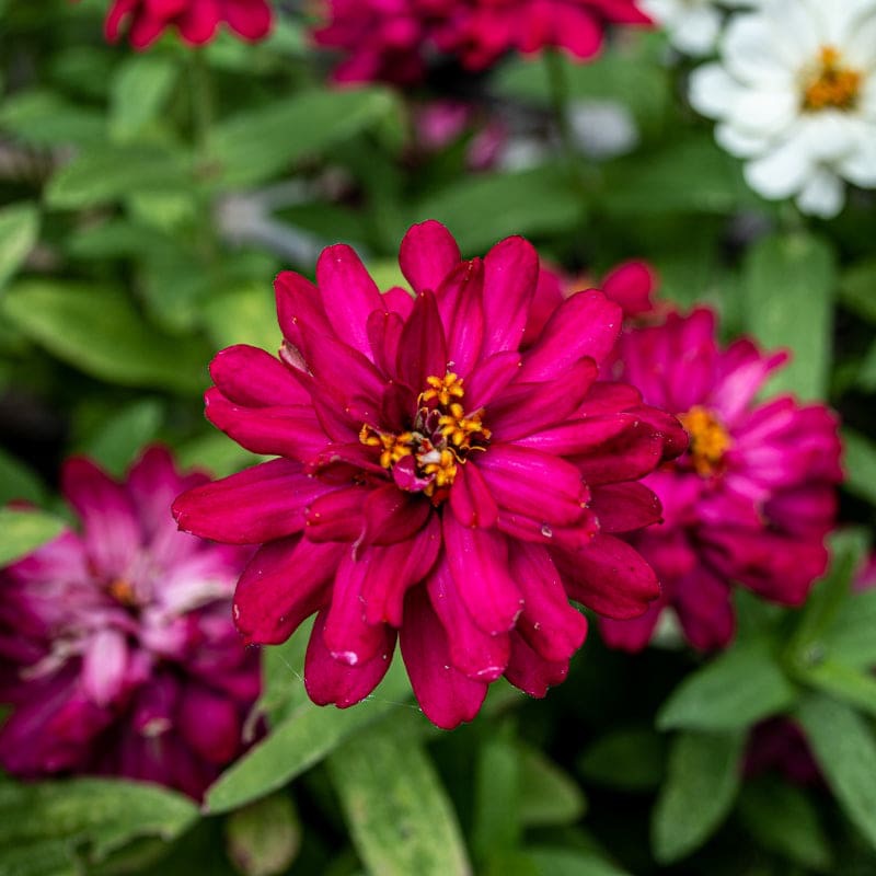 4.3" Zinnia Profusion Double Cherry Hot