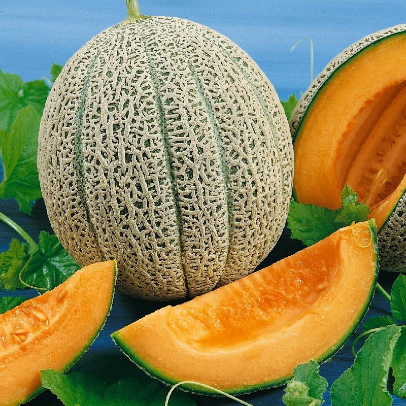 Semillas de melón jumbo Hales Best