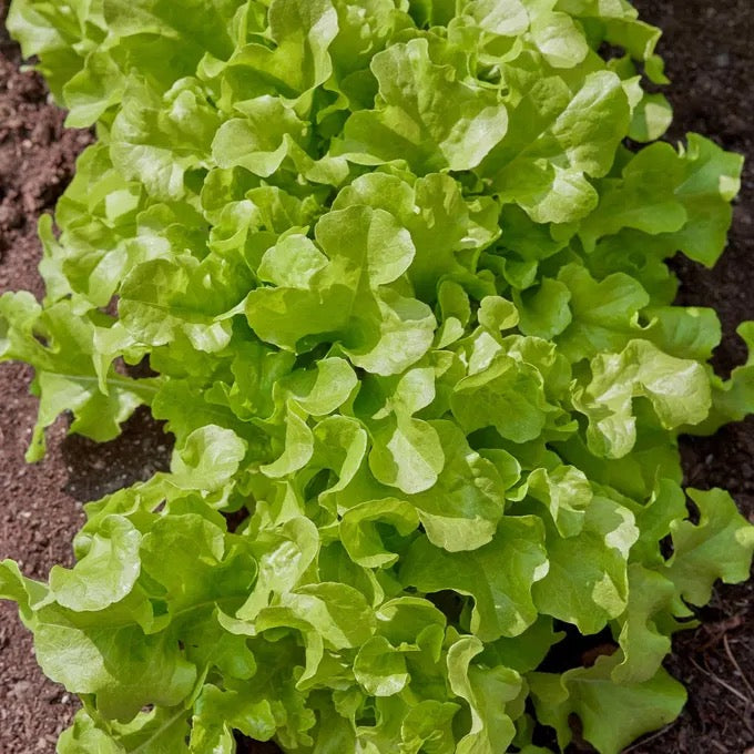 Salad Bowl Lettuce Seed