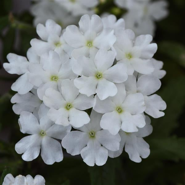 4.3" Verbena Firehouse White