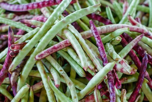 Semilla de caupí Big Boy