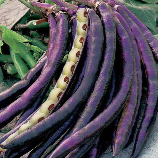 Purplehull Pinkeye Cowpea Seed