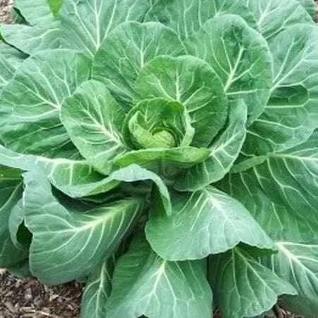 Georgia Southern Collard Seeds