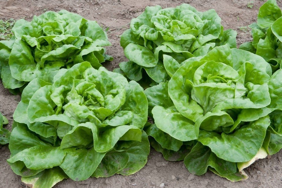 Buttercrunch Lettuce Seeds