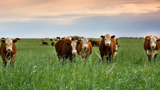 Kentucky 31 Tall Fescue