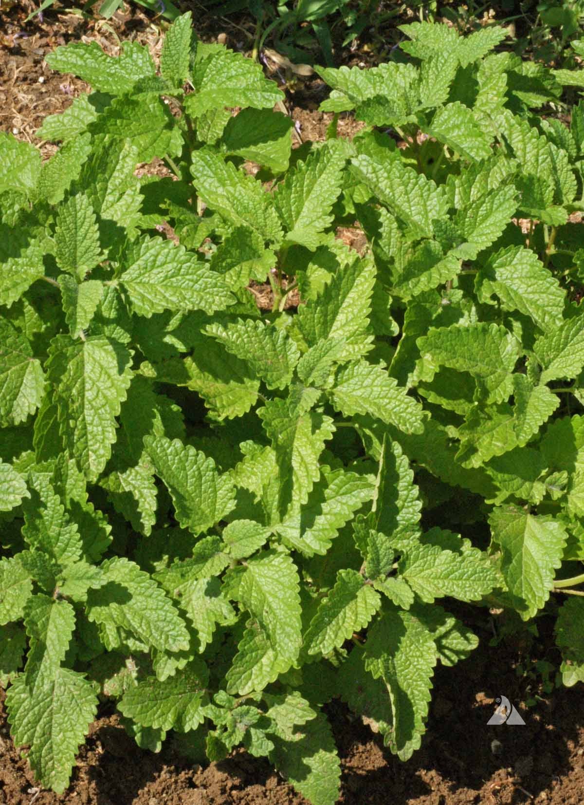 Lemon Balm 4.3" Cup