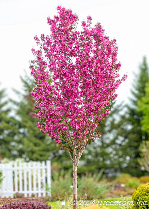 Crabapple Gladiator 3gal