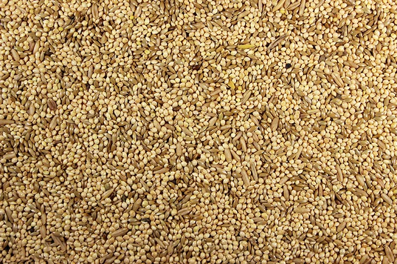 Parakeet Food