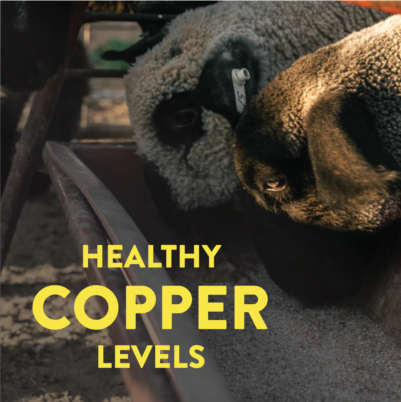 Redmond Premium Sheep Mineral