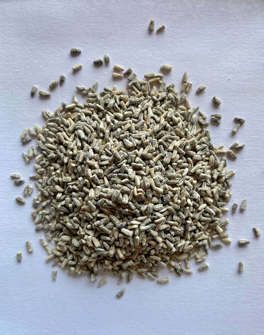 Chicory Seed