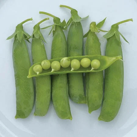 Thomas Laxton Peas