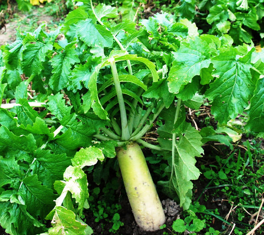 RACKMASTER Trophy Radishes