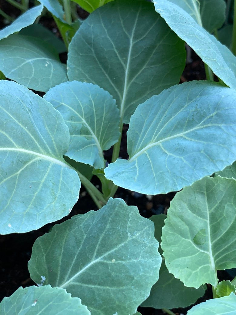 Collards 'Flash'