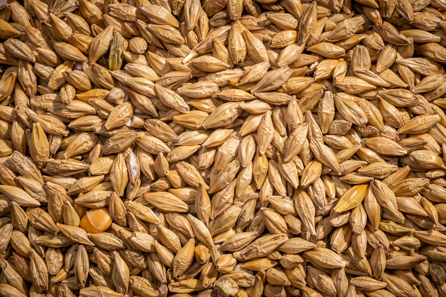 Barley