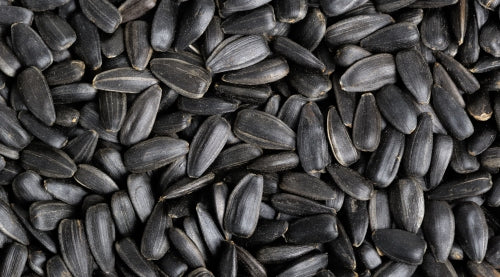 Black Oil Sunflower Seeds