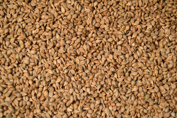 Brown Top Millet