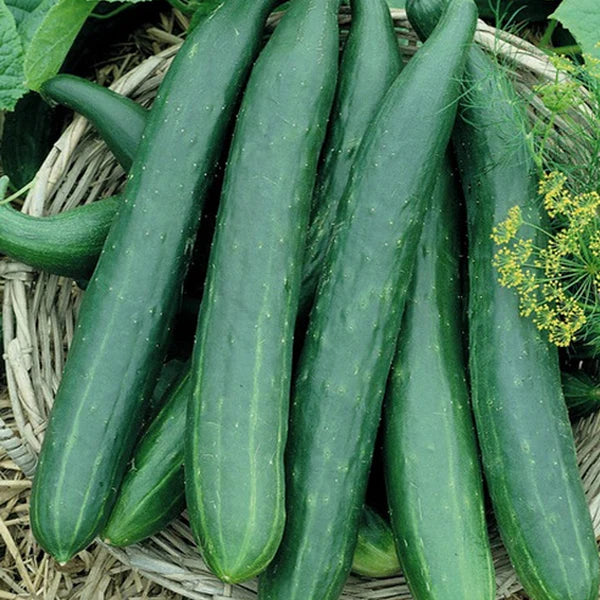 Long Green Improved Cucumber Seed