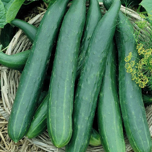 Long Green Improved Cucumber Seed