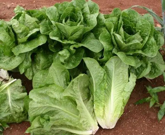 Parris Island Romaine Lettuce Seed
