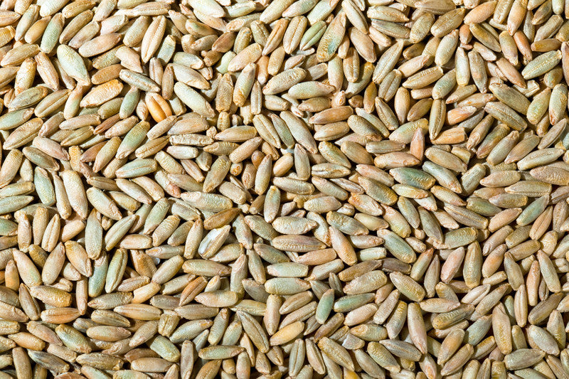 Rye Grain