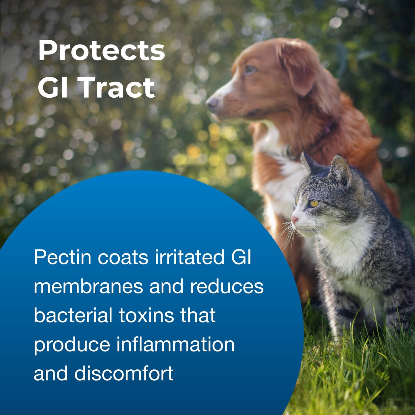 Pet Pectillin Anti Diarrheal