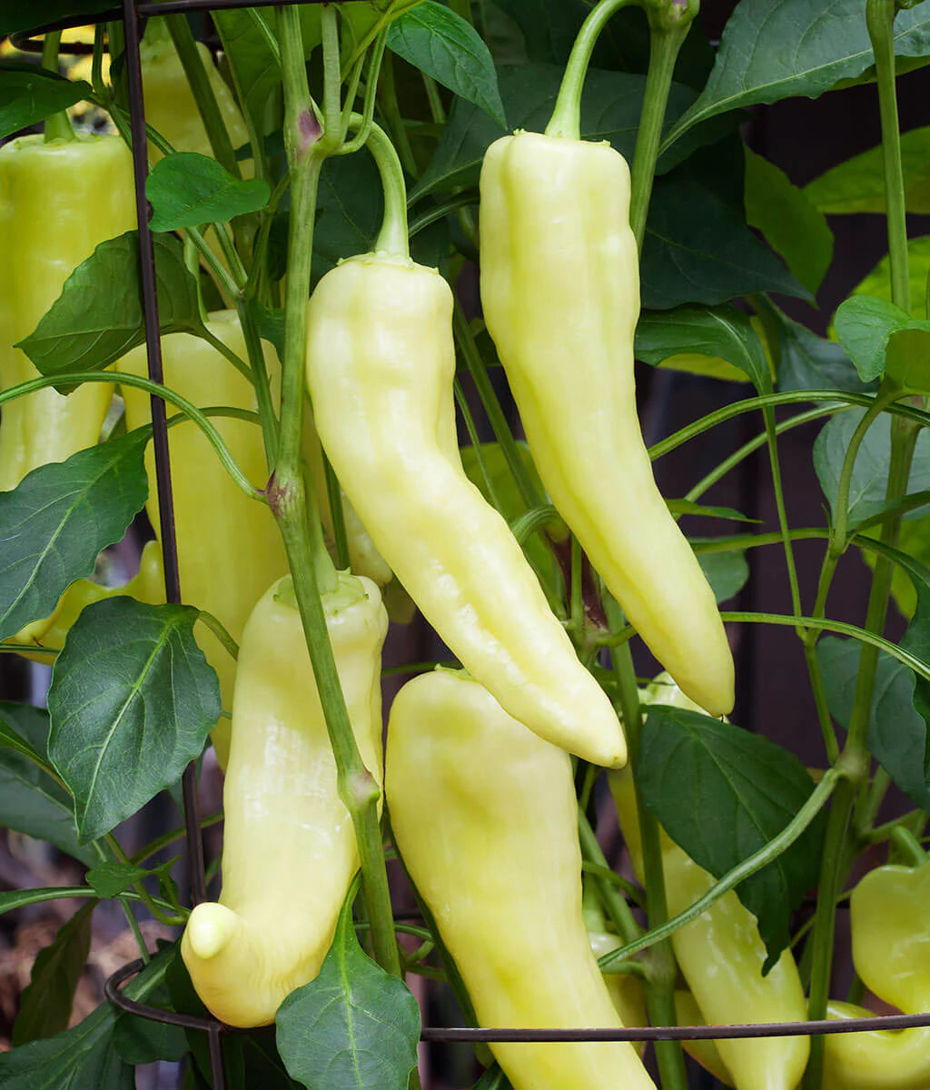 Sweet Banana Pepper