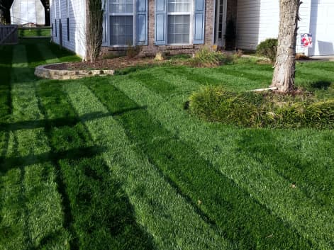Titan Turf Type Tall Fescue