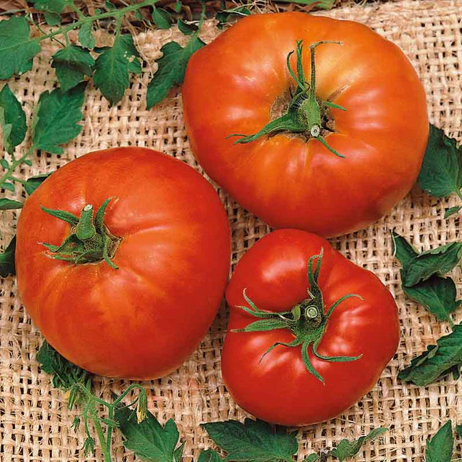 Marglobe Tomato Seeds