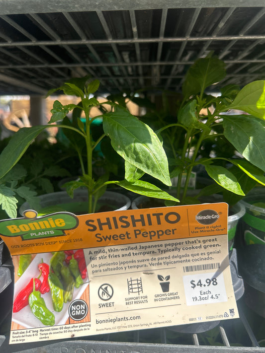 Shishito Sweet Pepper Bonnie Cup