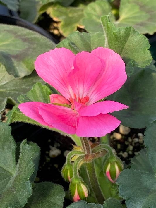 Geranium Presto Pink 4.3"