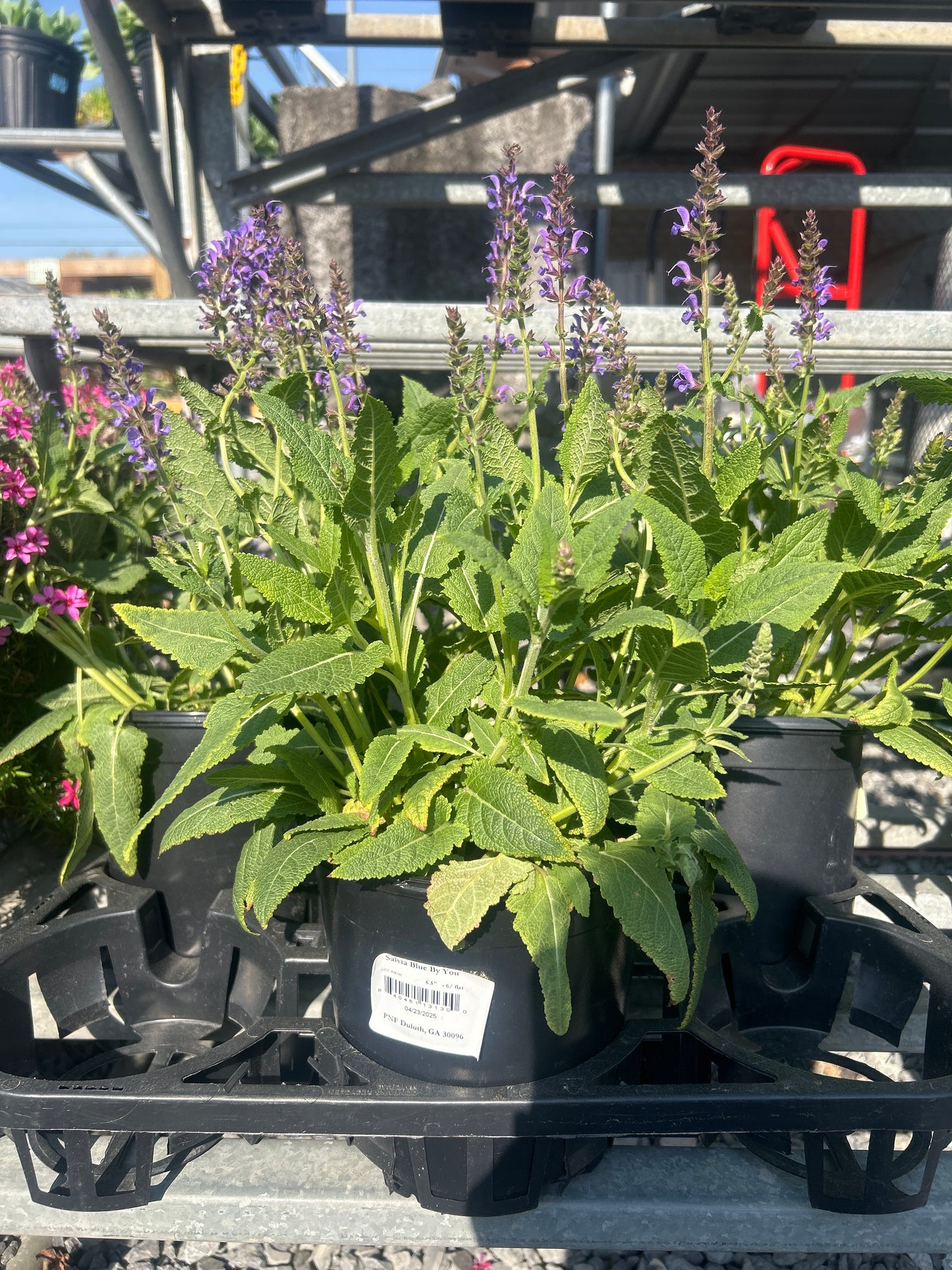 Salvia Blue Por Ti