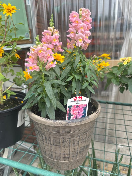 Snapdragon Pot