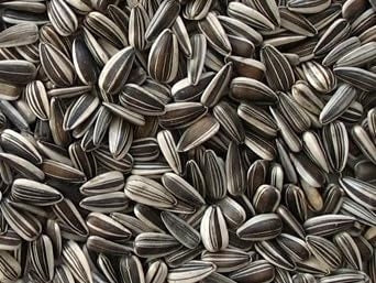 Large Striped Sunflower Seeds