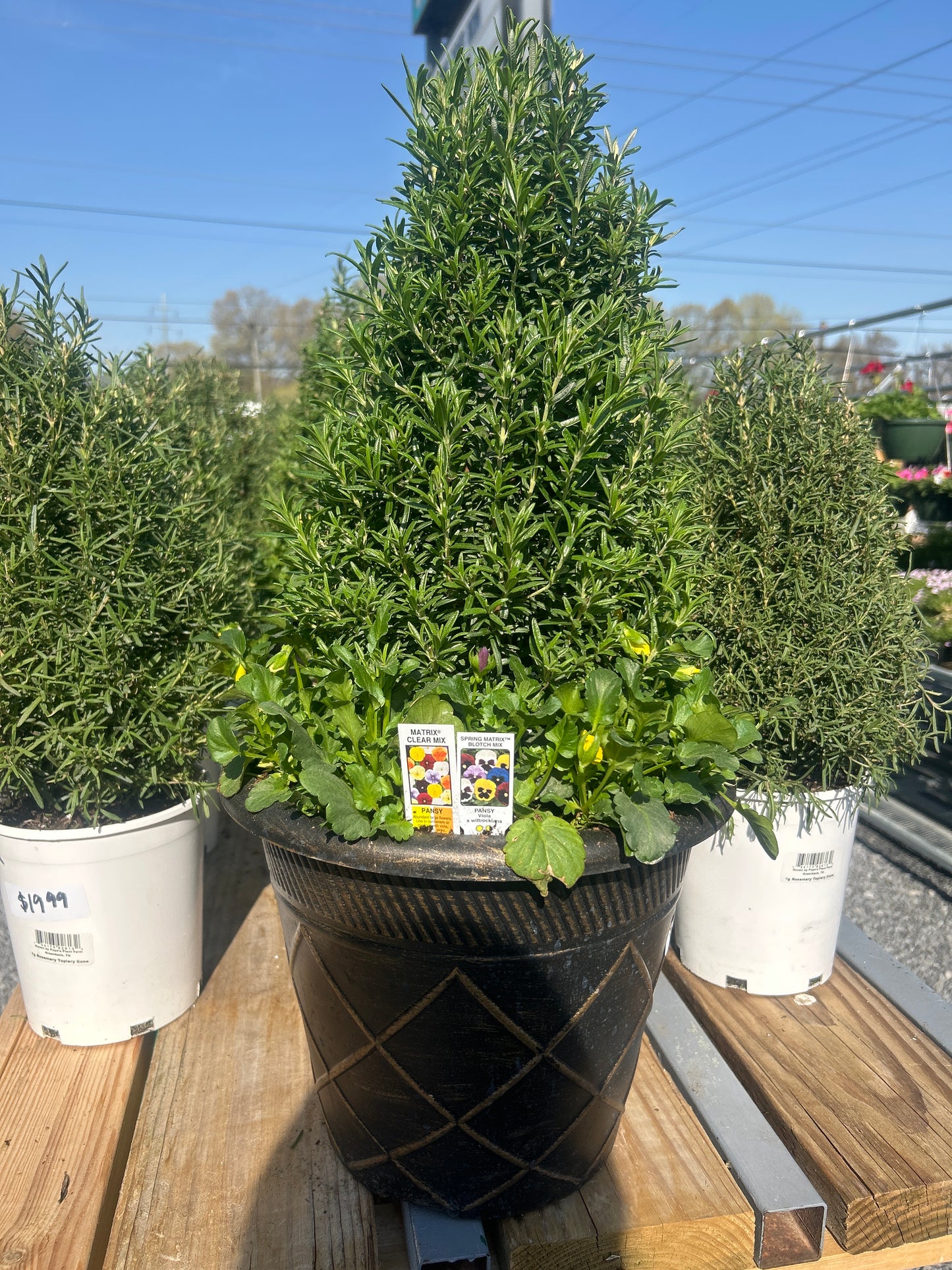 12” Rosemary & Pansy Combo