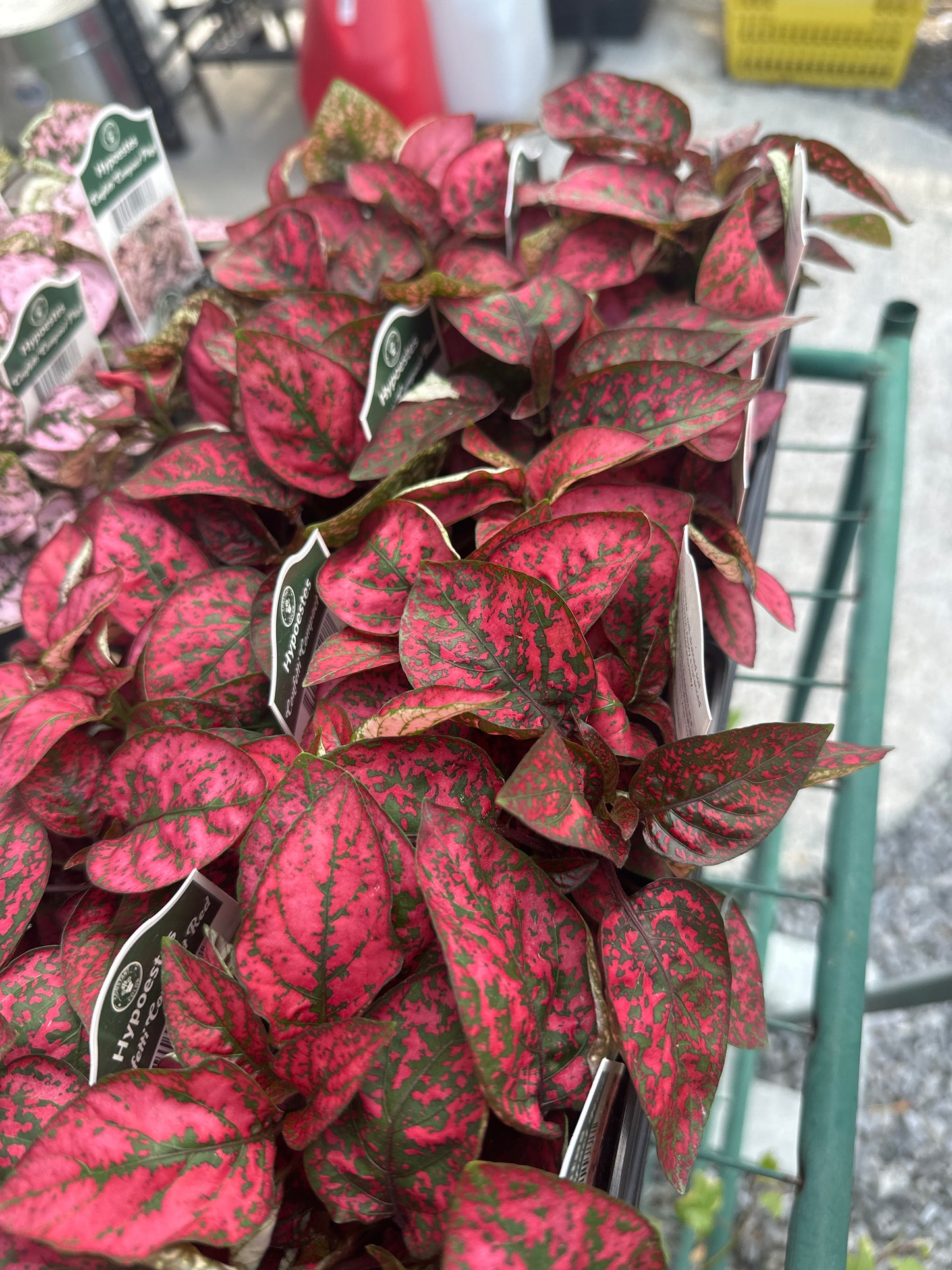 Hypoestes Confetti Compact Red